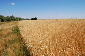 habitat grain fields