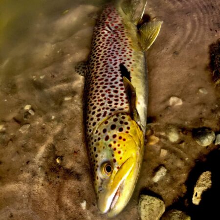 Utah Trophy Trout Fishing