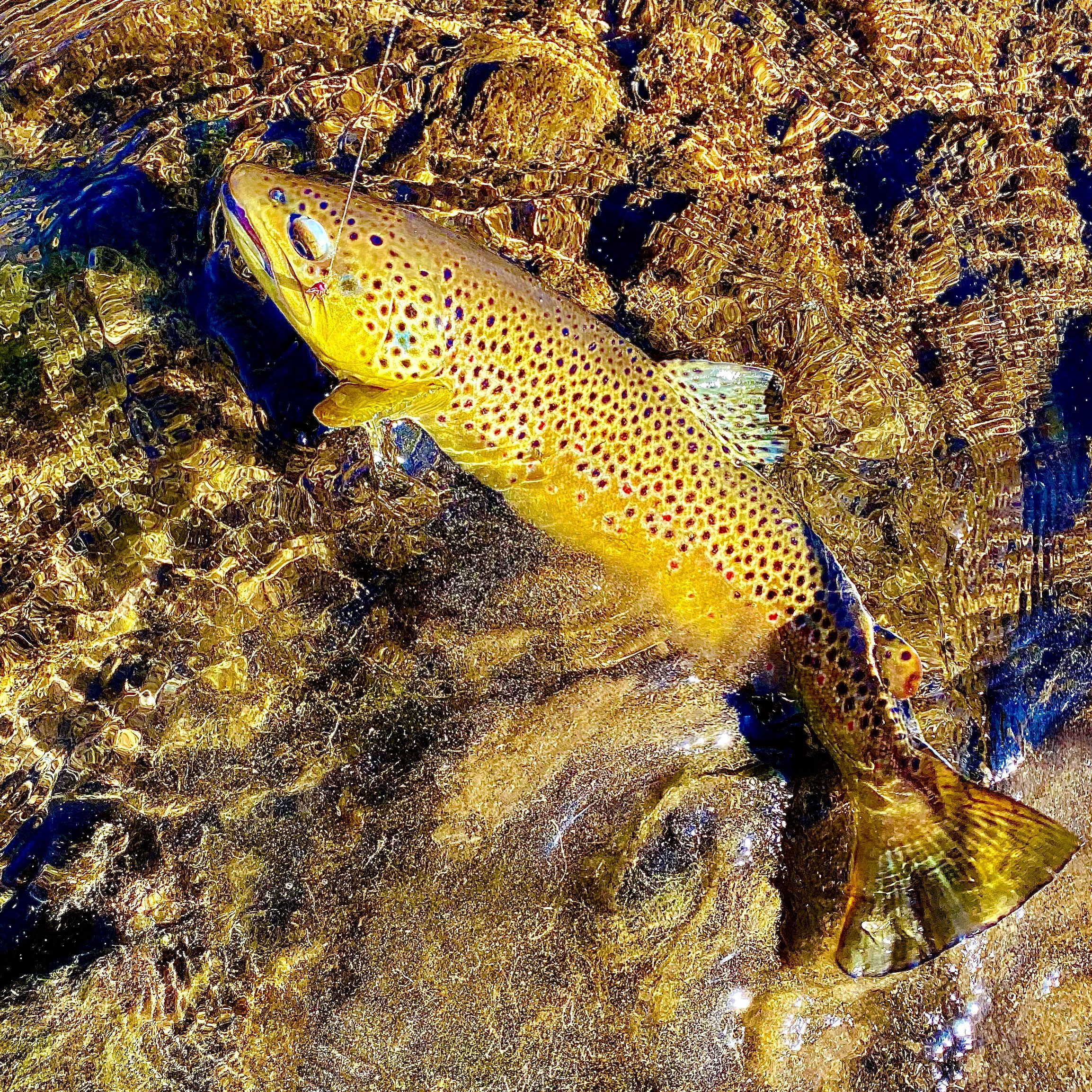 Five Best Flies for Spring Fishing