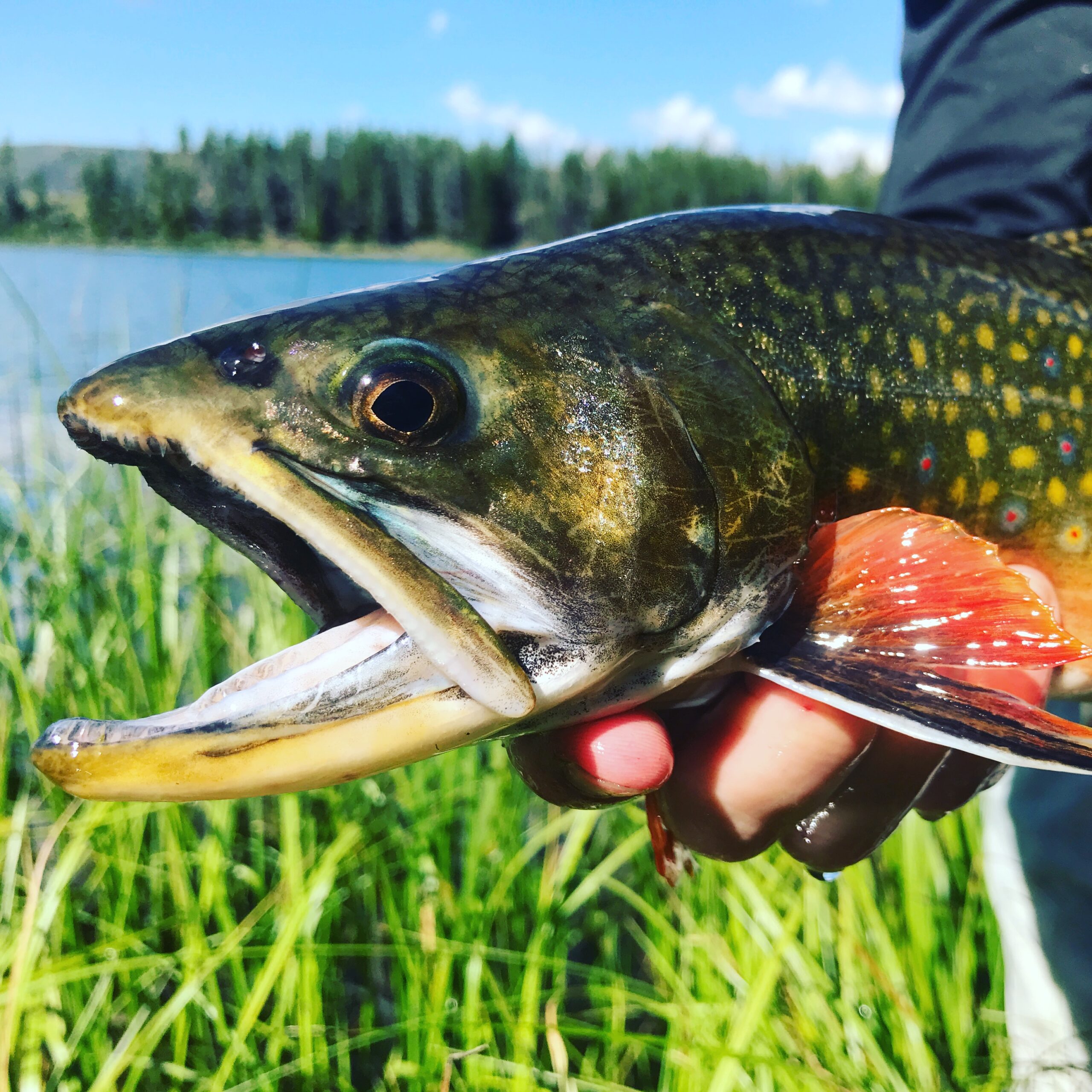 Best Utah Fly Fishing Locations