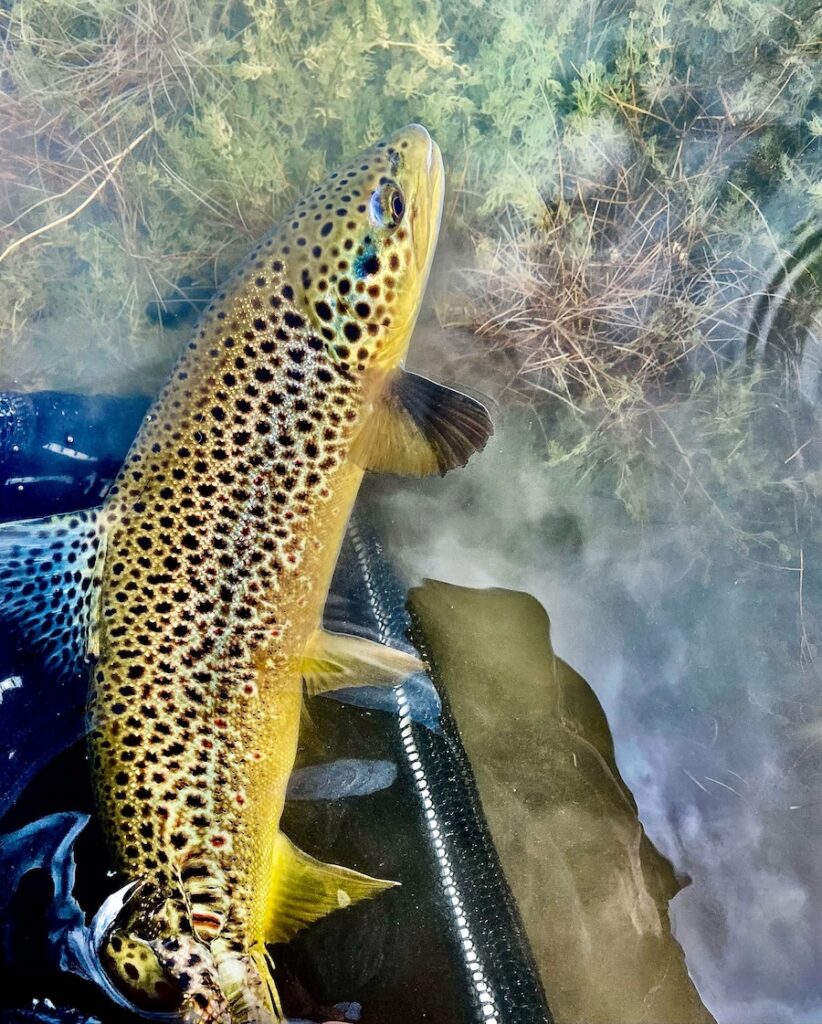 Fall Fishing Tips for Trout Lakes in Utah