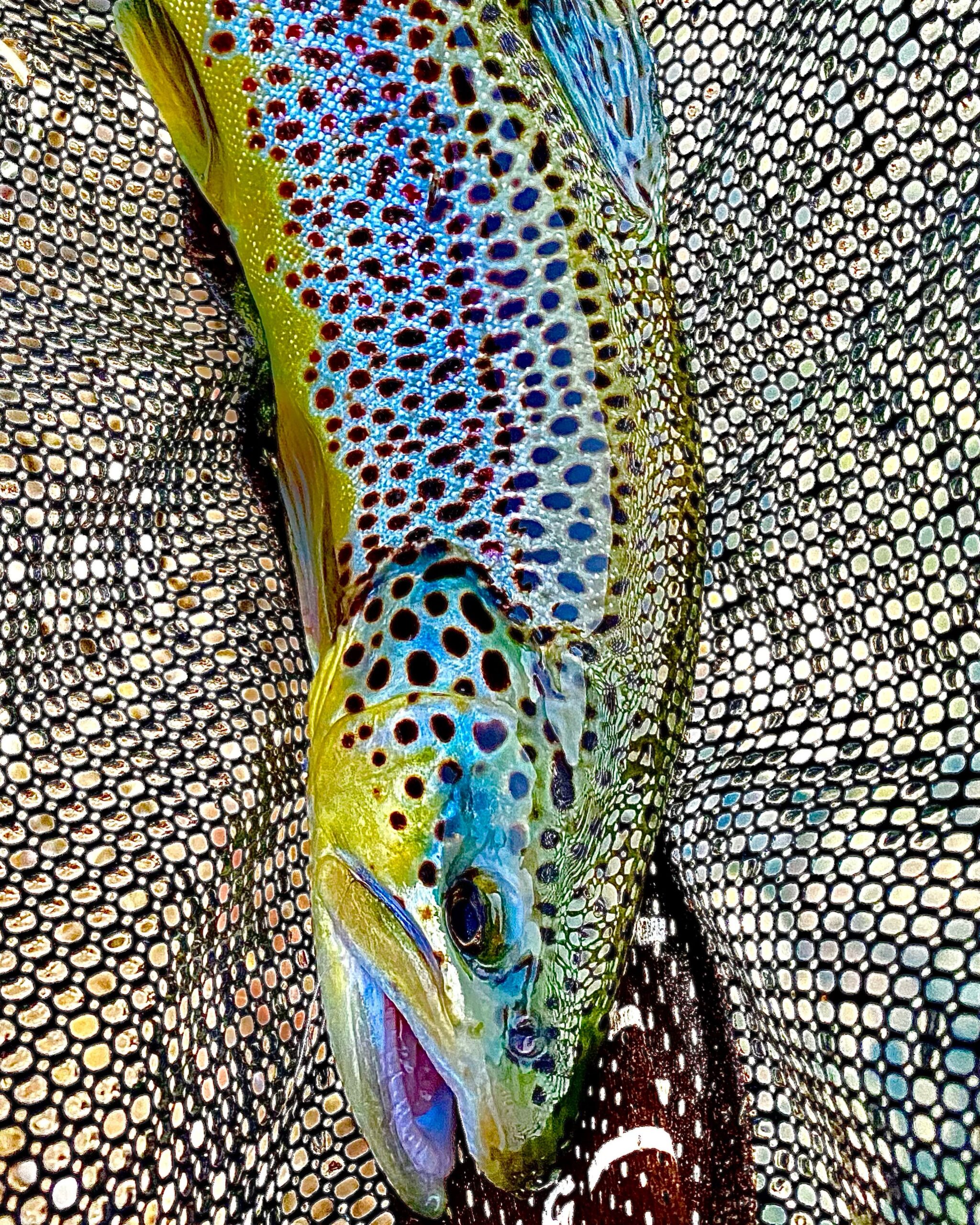 Utah Family Fishing