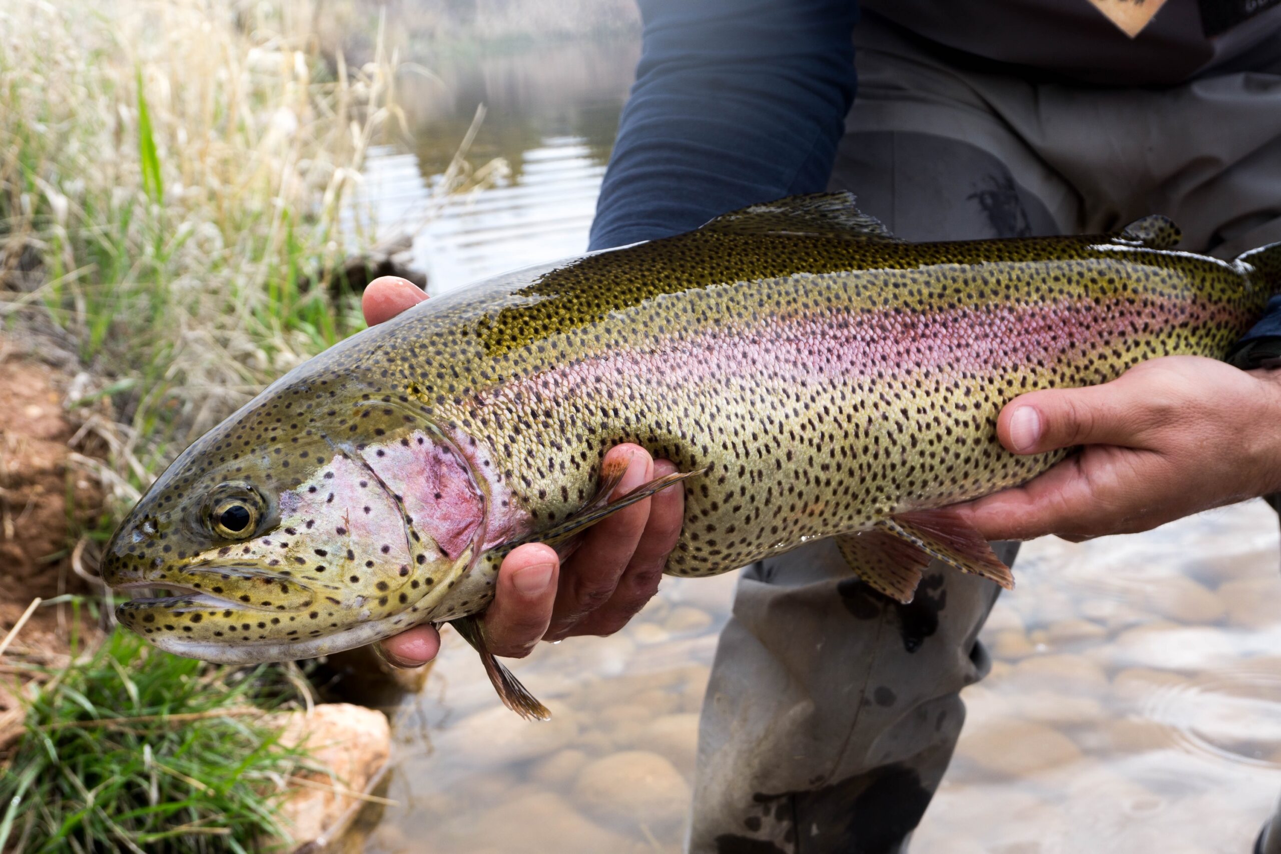 Utah Lake Fly Fishing