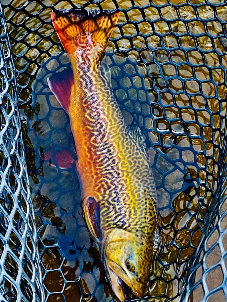 Cutbow trout in a landing net