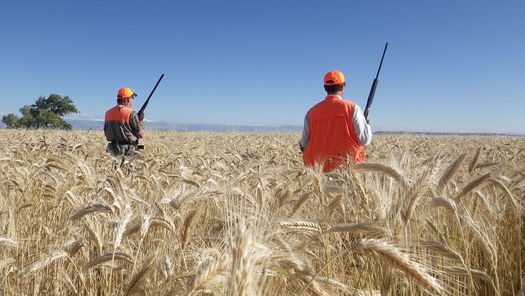 Two hunters in blaze orange vests and caps walking through a golden wheat field with shotguns