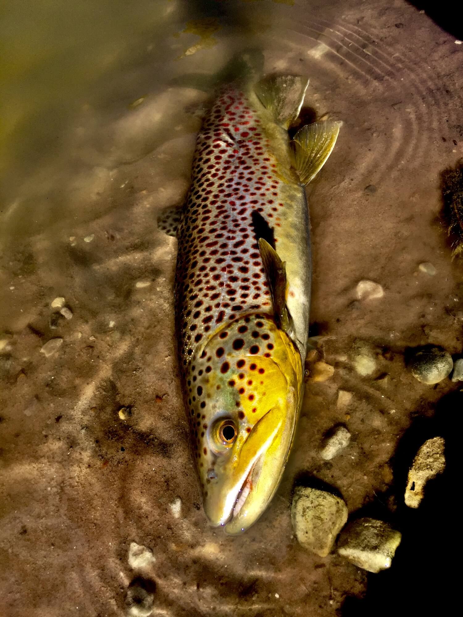 Utah Trophy Trout Fishing