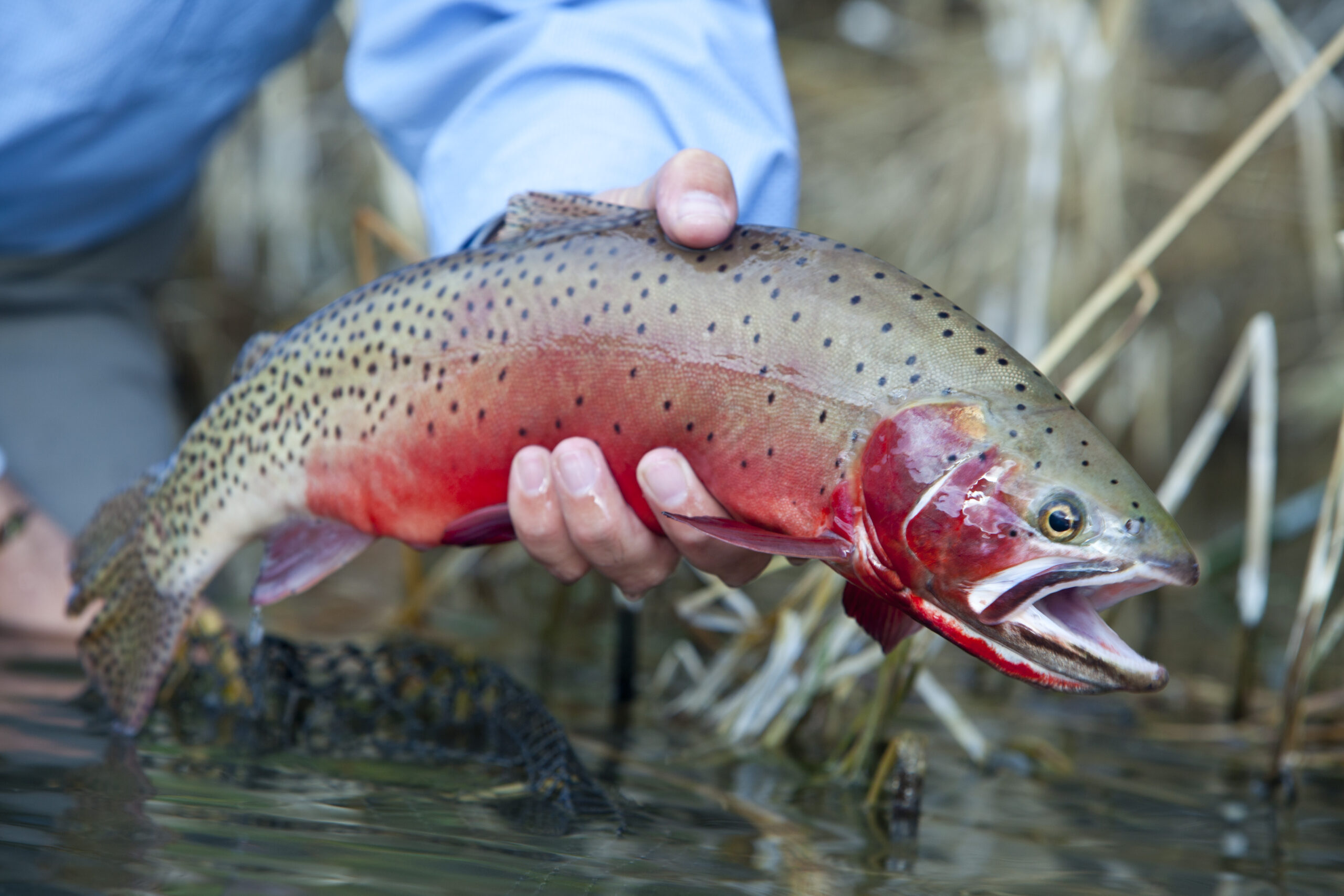 Utah’s Best Fishing Spots