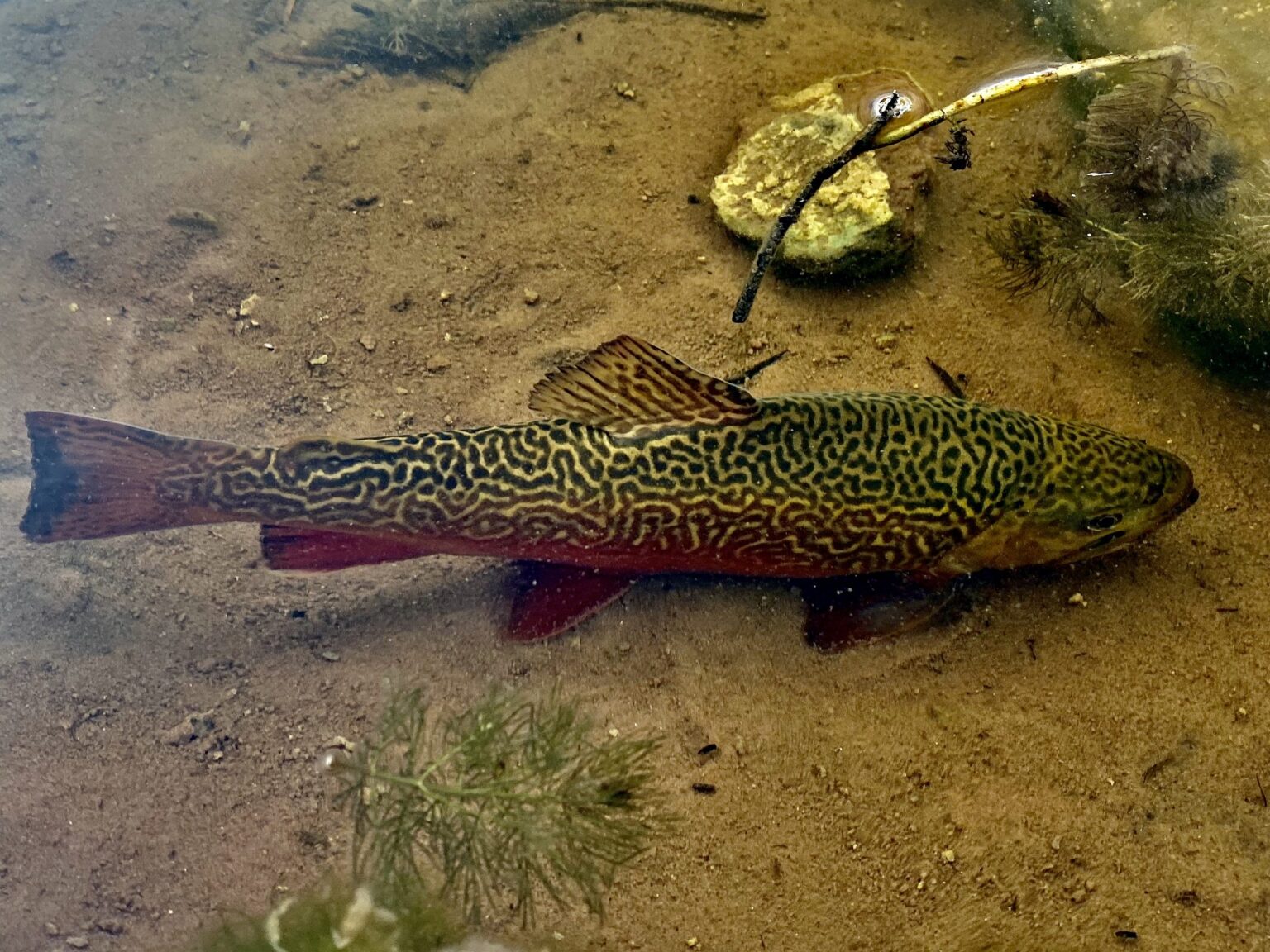Brown trout swimming in clear shallow water