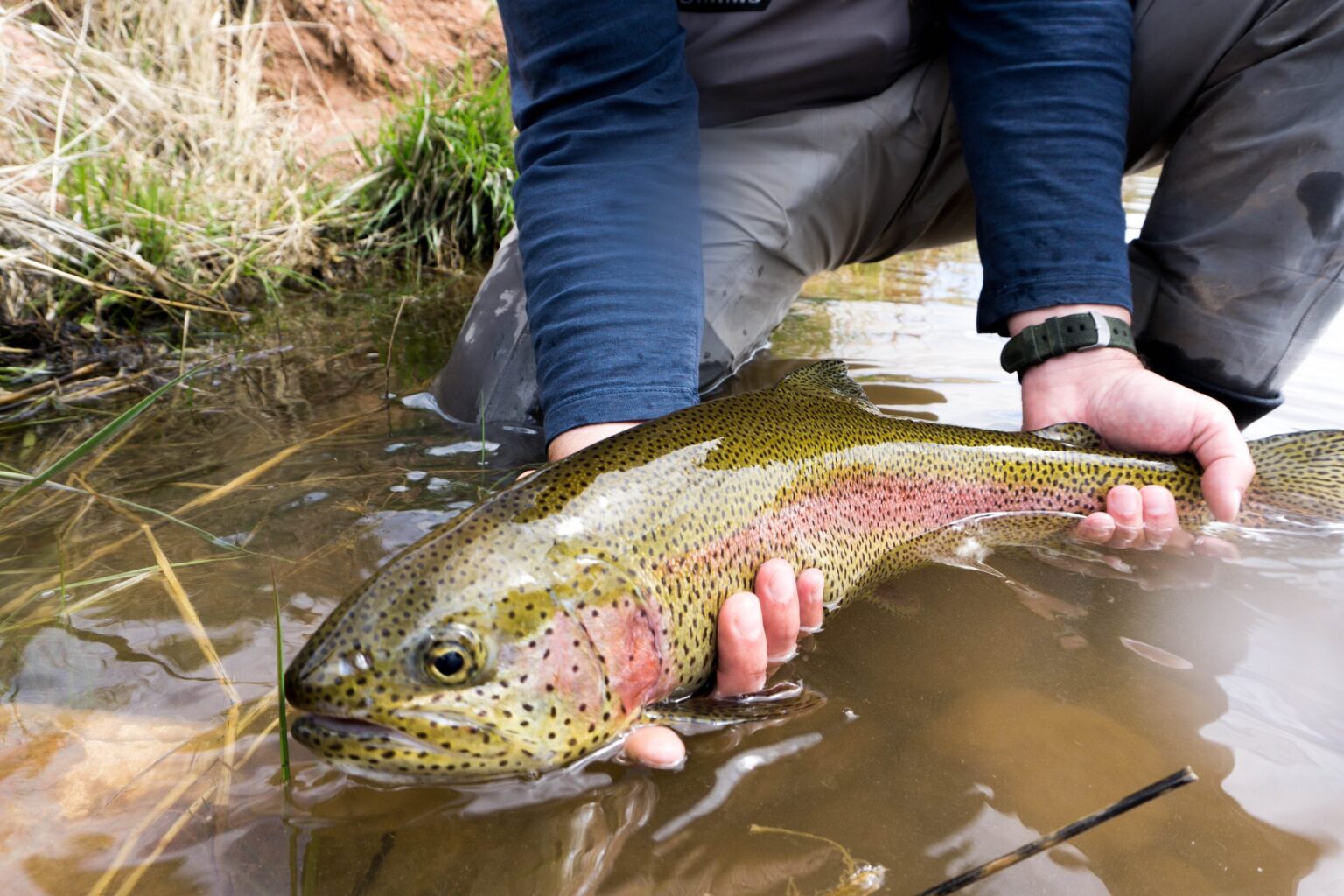 Angler holding a rainbow trout at the water's edge