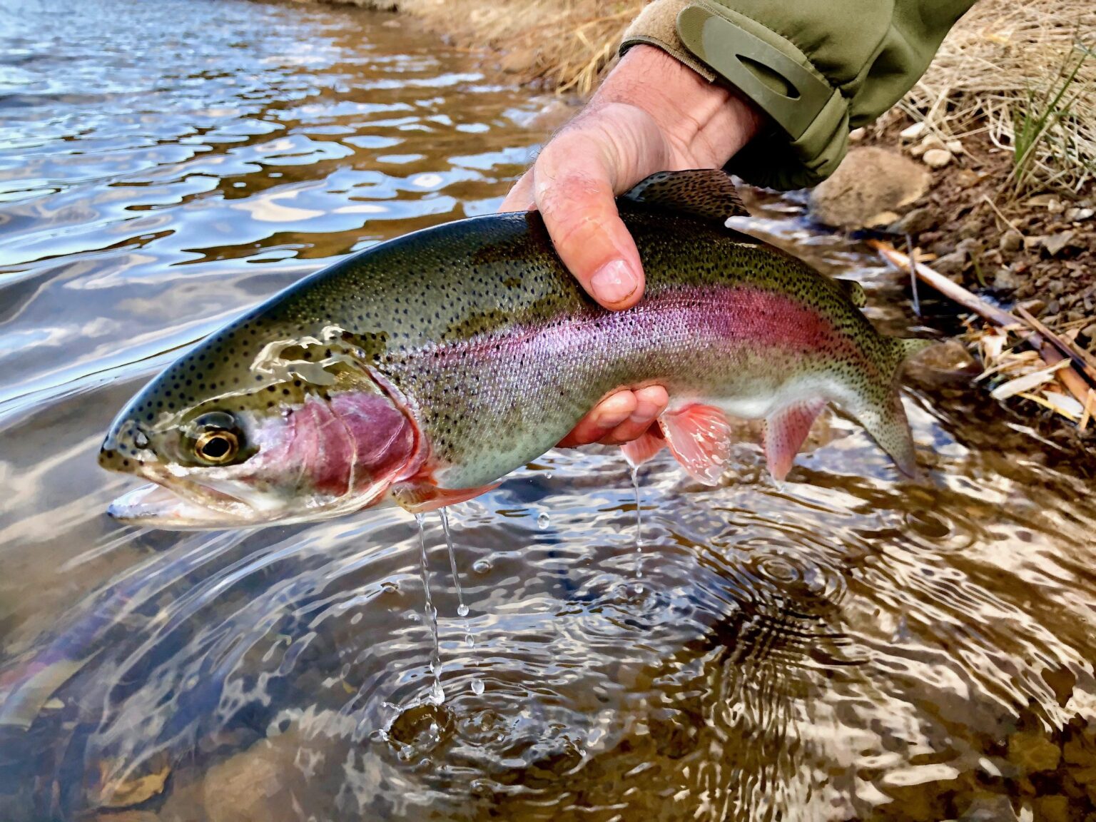 Rainbow trout being released into the lake