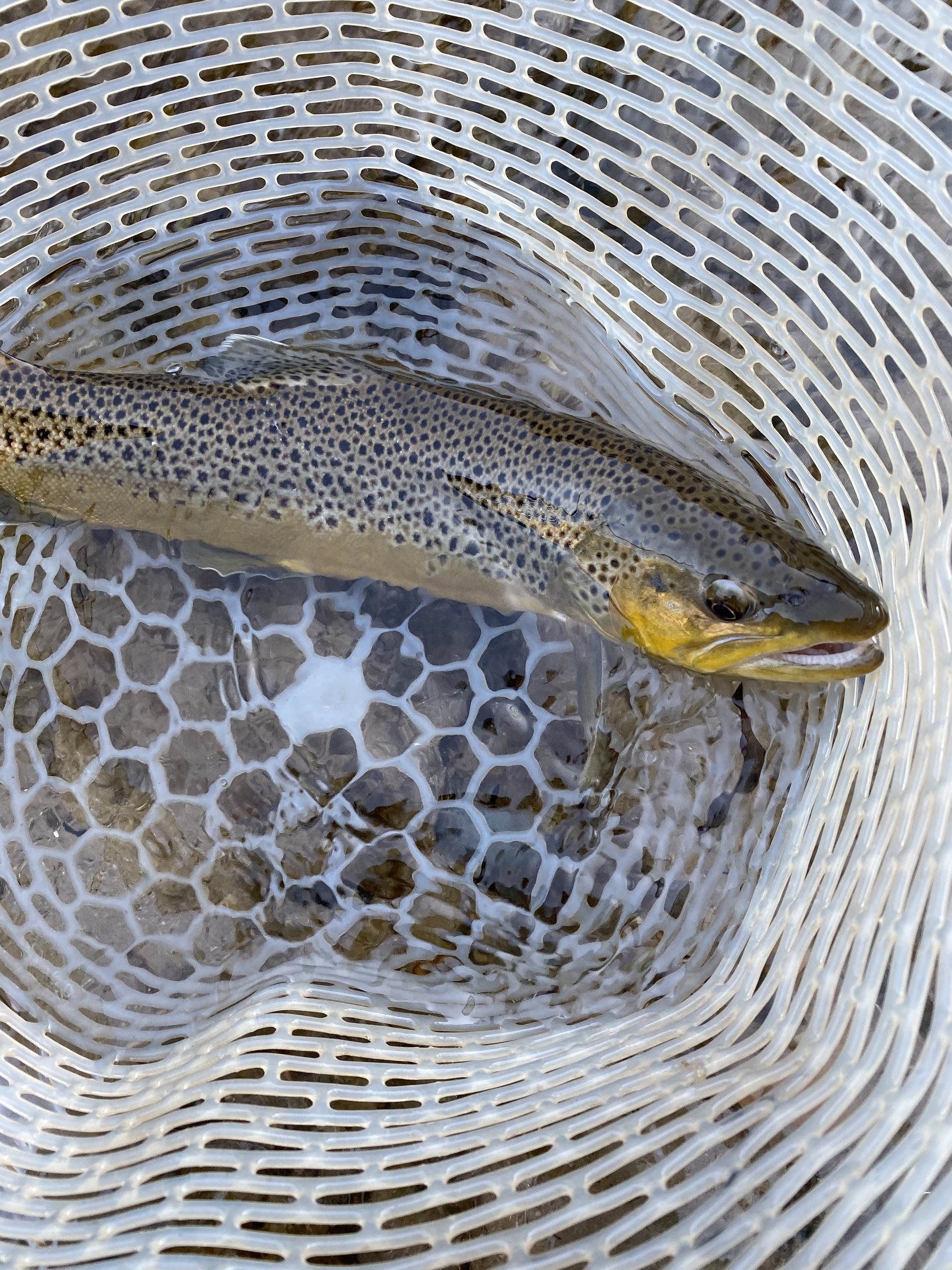 Utah Ice Fishing and Bird Hunting Trip