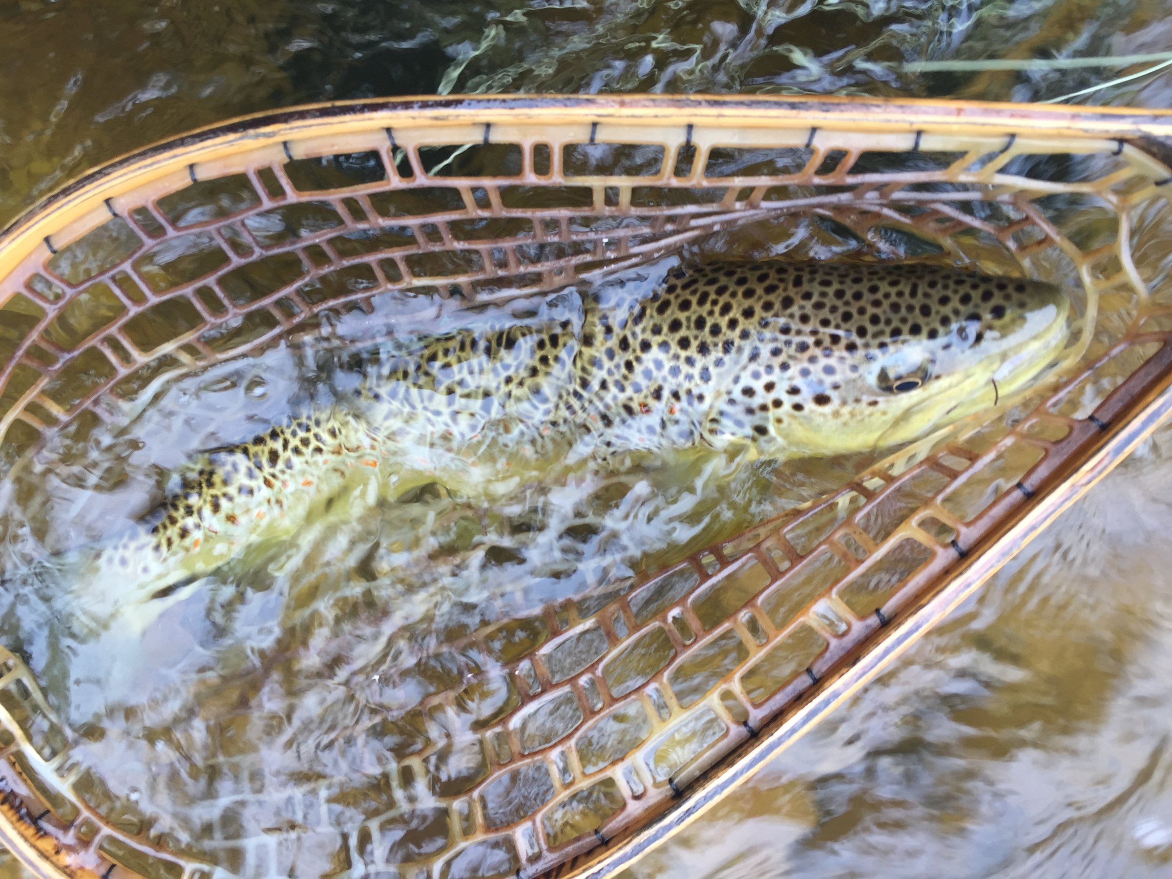 Winter Fishing and Pheasant Hunting