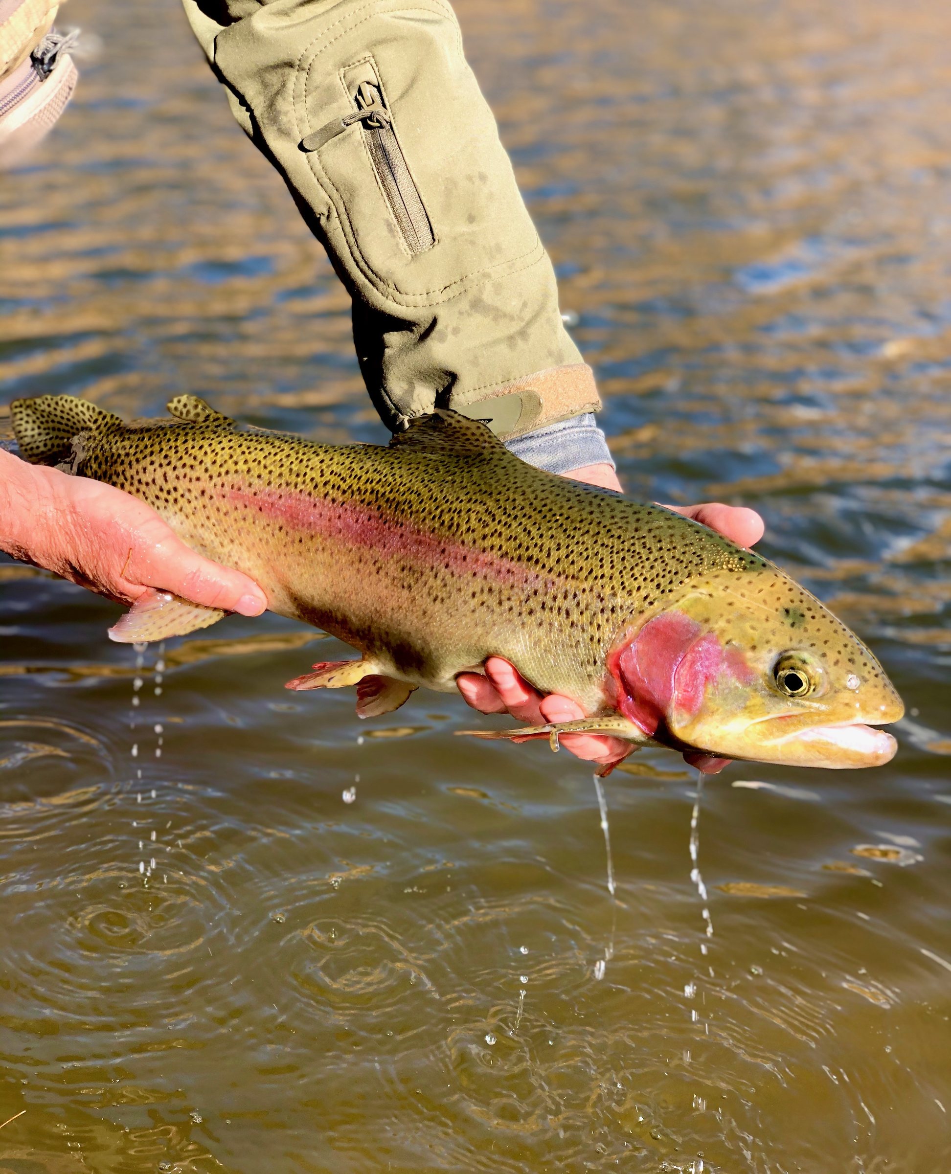 Fly Fishing Utah Lakes in Spring