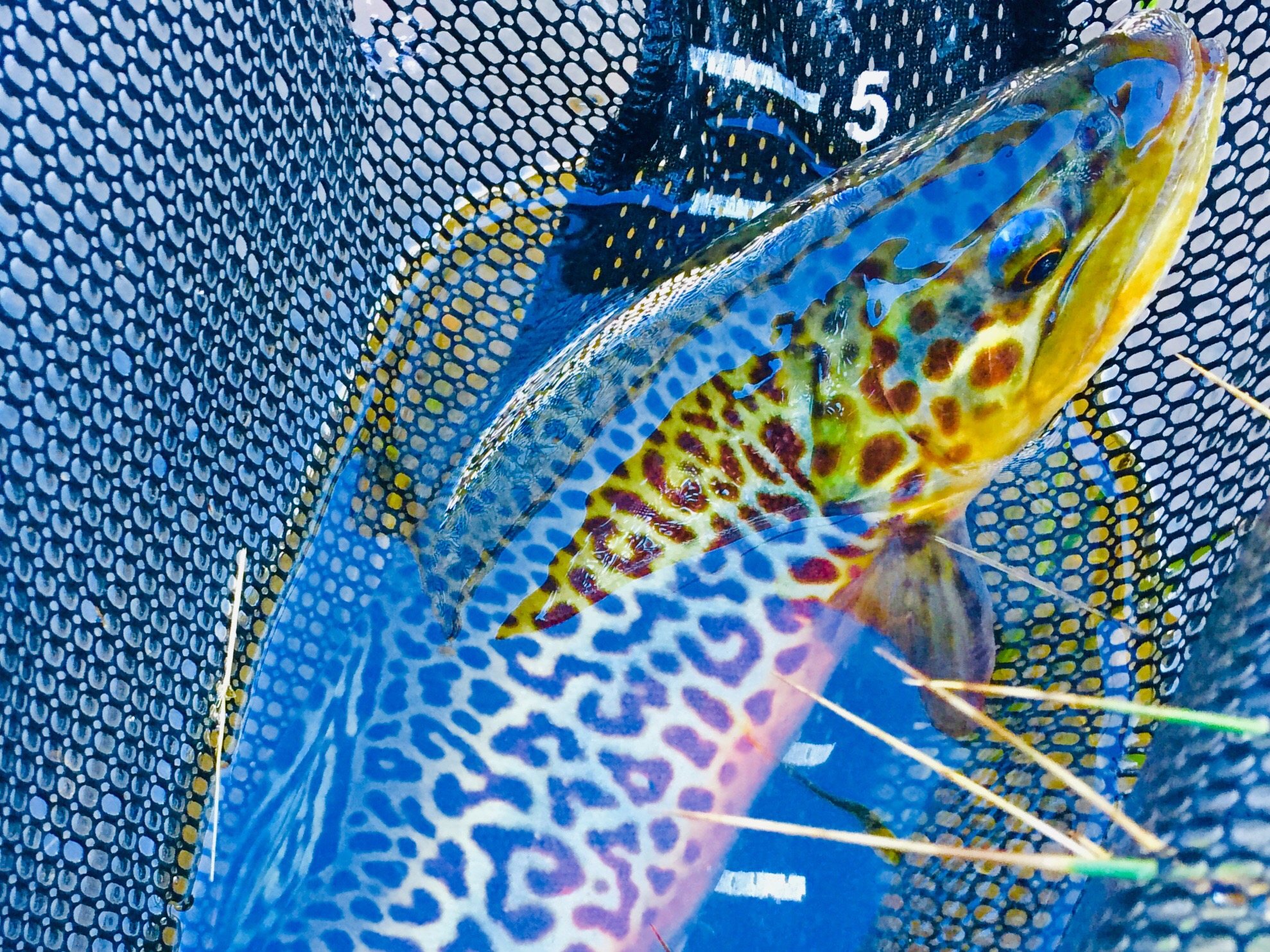 Utah Hunting and Fishing Preserve